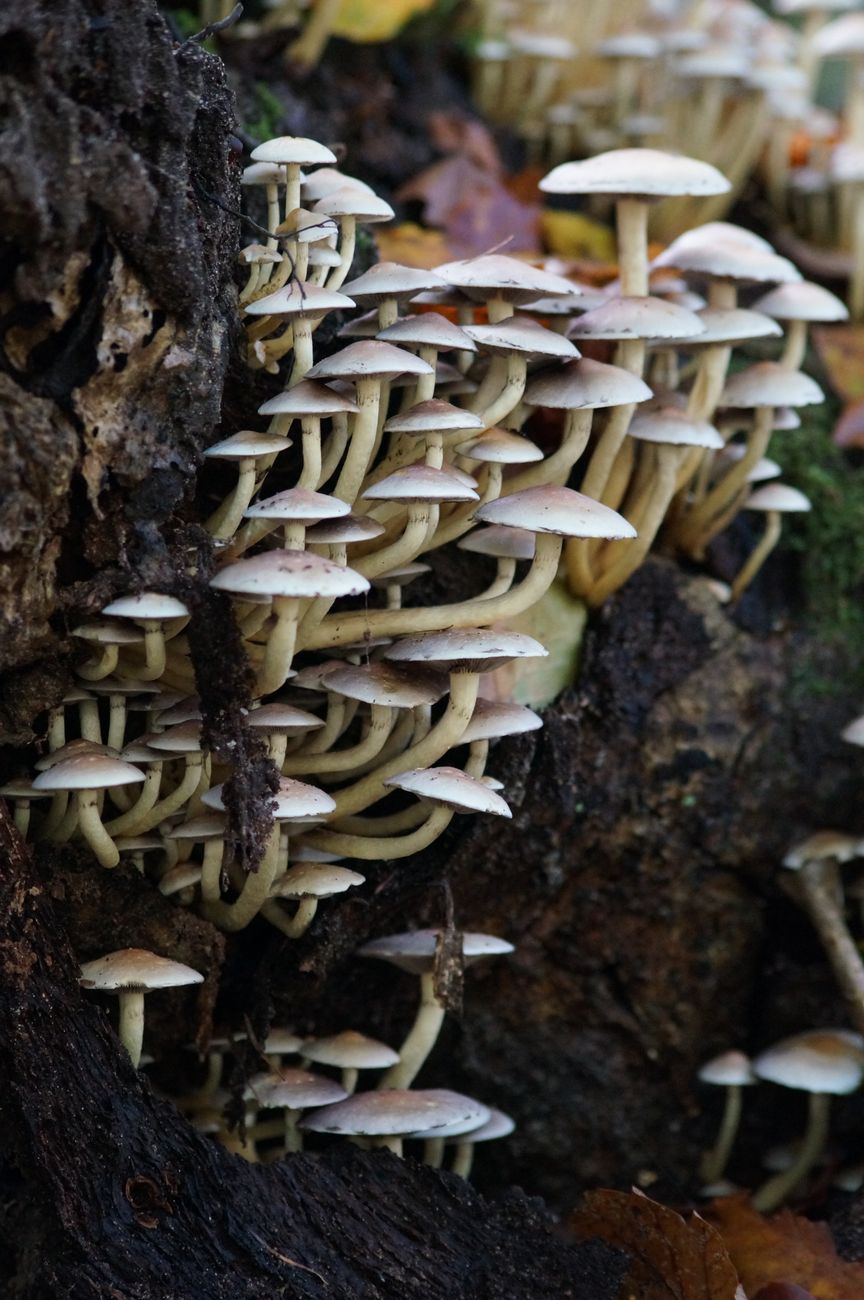 Are Mushrooms Dangerous? What to Actually Worry About